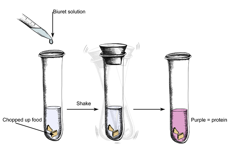 Protein turns biuret solution purple when added and shaken with chopped food